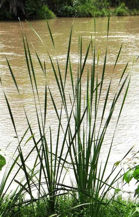 Typha domingensis